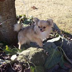 Chihuahua Eva (SOLGT)