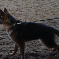 Schæferhund Plys' Emmy.