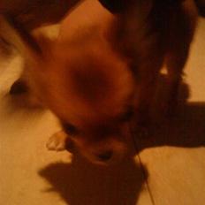 Chihuahua ricco (pinto sukkerpels)