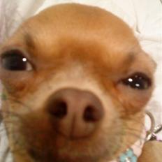 Chihuahua Reika Vom Haus Buve