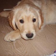 Golden retriever rocki