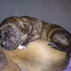 Blanding af racer Maggie May