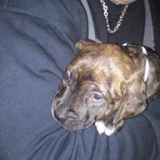 Blanding af racer Maggie May