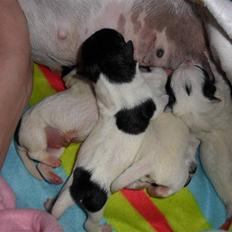 Jack russell terrier Bailey