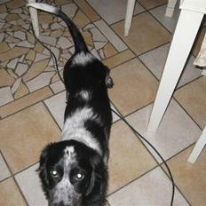 Engelsk springer spaniel Anton<3 SOLGT&SAVNET! MIN BEDSTE VEN FORALTID!<3