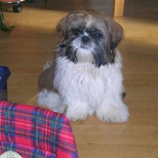 Shih tzu futte