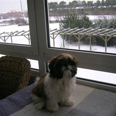 Shih tzu futte