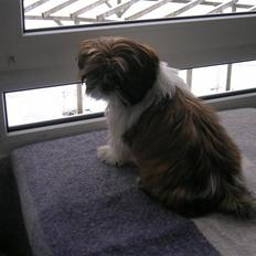 Shih tzu futte