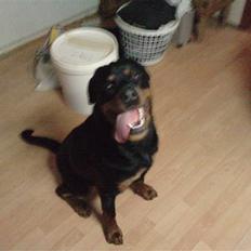 Rottweiler Balto