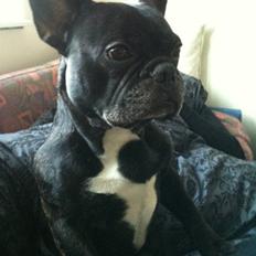 Fransk bulldog Gizmo - min brors :)