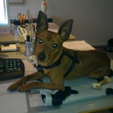 Dvaergpinscher Kalle