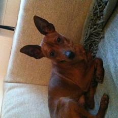 Dvaergpinscher Kalle