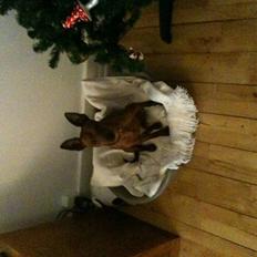 Dvaergpinscher Kalle