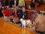 Engelsk bulldog Ziva - juleudstilling:exelent 1 winner,best female,cert,bim.