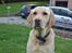 Labrador retriever Zacho