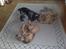 Cocker spaniel havredals Asterix  - ren leg i stuen