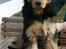 Cocker spaniel havredals Asterix  - så smuk som ung... Bamse