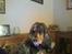 Cocker spaniel havredals Asterix  - bamse hvor han helst vil sidde hvis han kunne bestemme...