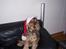 Cocker spaniel havredals Asterix  - ski... hue...