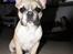 Fransk bulldog Mini