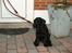 Riesenschnauzer Jake <3<3 ~ far og mors ~