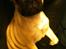 Blanding af racer Chili fransk bull - mops