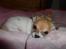 Chihuahua Number One