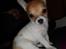 Chihuahua Number One