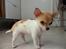 Chihuahua Number One