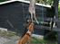Rhodesian ridgeback Basse