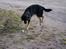 Blanding af racer Rollo