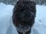 Chow chow Henning