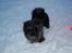 Chow chow Henning