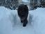 Chow chow Henning