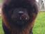 Chow chow Henning