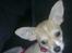 Chihuahua Zoey
