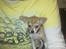 Chihuahua Zoey
