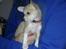 Chihuahua Zoey
