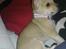 Chihuahua Zoey
