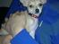 Chihuahua Zoey