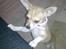 Chihuahua Zoey