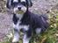 Bichon havanais Terkel - 2 år og 8 mdr