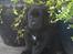 Labrador retriever Albert<3 - 07/09-2007: Lille vaaaps:-)<3