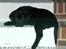 Labrador retriever Albert<3 - Tager lige en slapper<3