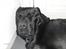 Labrador retriever Albert<3 - Meget charmerende<3