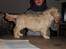 Golden retriever Woodstar Beeca - Velkommen til Beeca´s profil