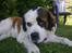 Blanding af racer Odin (Himmelhund) - Charmetrold