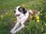 Blanding af racer Odin (Himmelhund)
