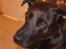 Blanding af racer Sheba