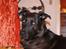 Blanding af racer Sheba